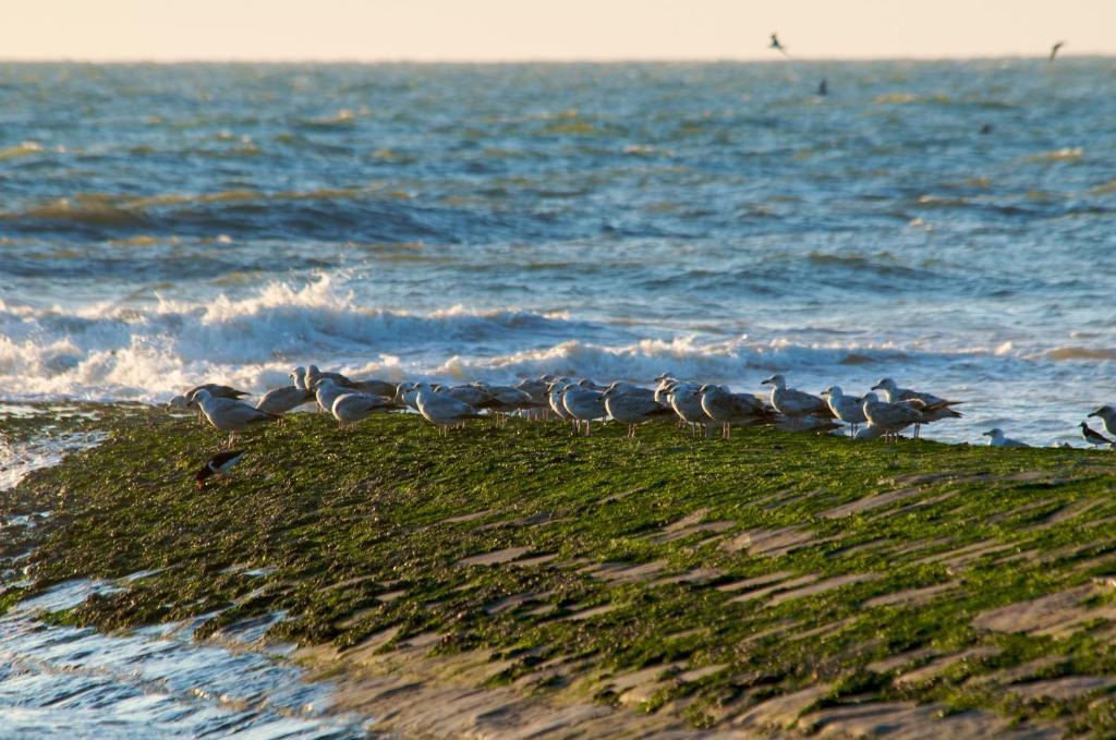 Hotel De Golf Bredene Kültér fotó